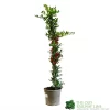 Pyracantha Coccinea 'Red Star' Fire Thorn 3Ltr Pot