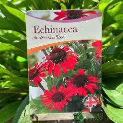 Echinacea 'Sunseekers Red' 3Ltr Pot