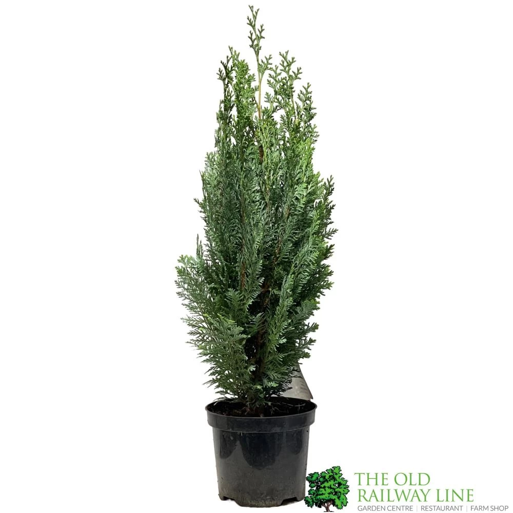 Chamaecyparis Lawsoniana 'White Spot' Conifer 3Ltr Pot 1 Chamaecyparis Lawsoniana 'White Spot' Conifer 3Ltr Pot
