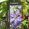 Clematis 'Prince Charles' 2Ltr Pot