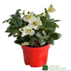 Hellebore Niger 'Chistmas Carol' Helleborus 2Ltr Red Pot