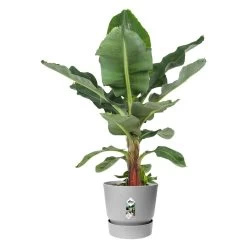 Garden Care Sale -Garden Care Sale 8711904345716 2