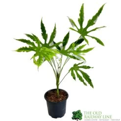 Fatsia Polycarpa 'Green Fingers' 2Ltr Pot
