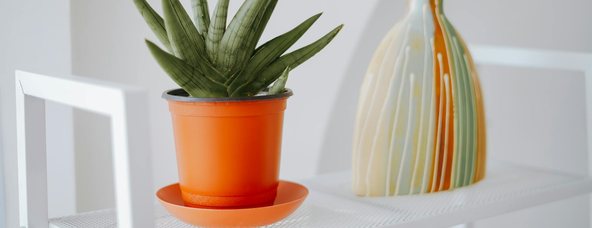 Garden Care Sale -Garden Care Sale pexels kenzero14 20152643